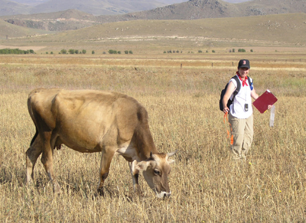 Man with cow in field