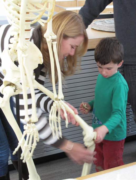 Woman showing plastic skeleton to boy