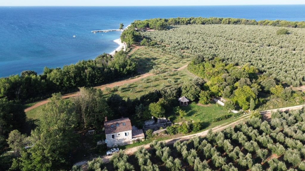 View of olive orchard and coastline from above (Croatia)